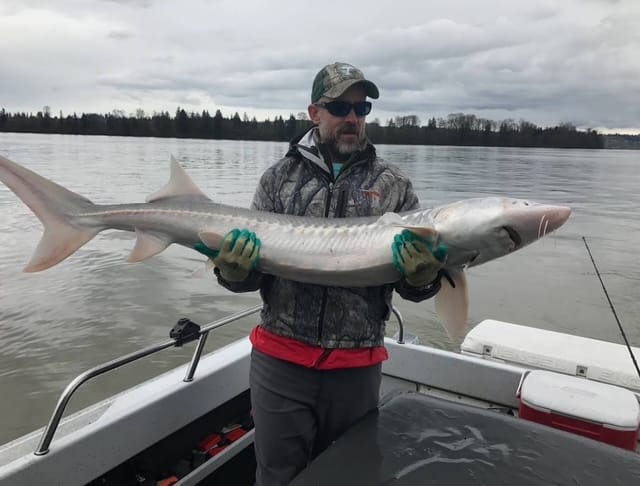 A fisherman in a camo jacket holds a young sturgeon in his arms.