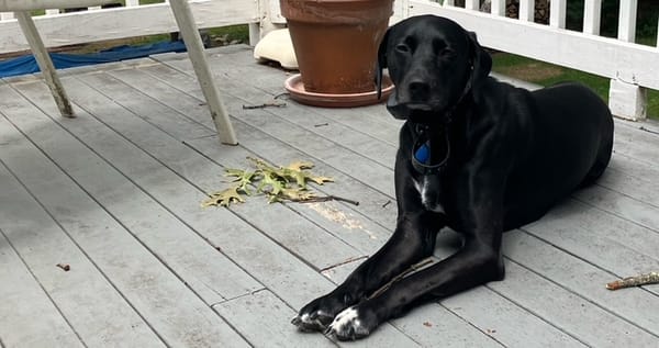 A black mutt with white on his chest and paws sits in the sun on a dirty back porch.