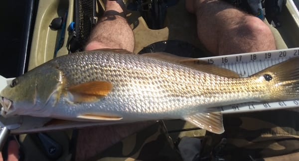 A 22" red drum sits on a whie measuring board in the lap of a kayak fisherman